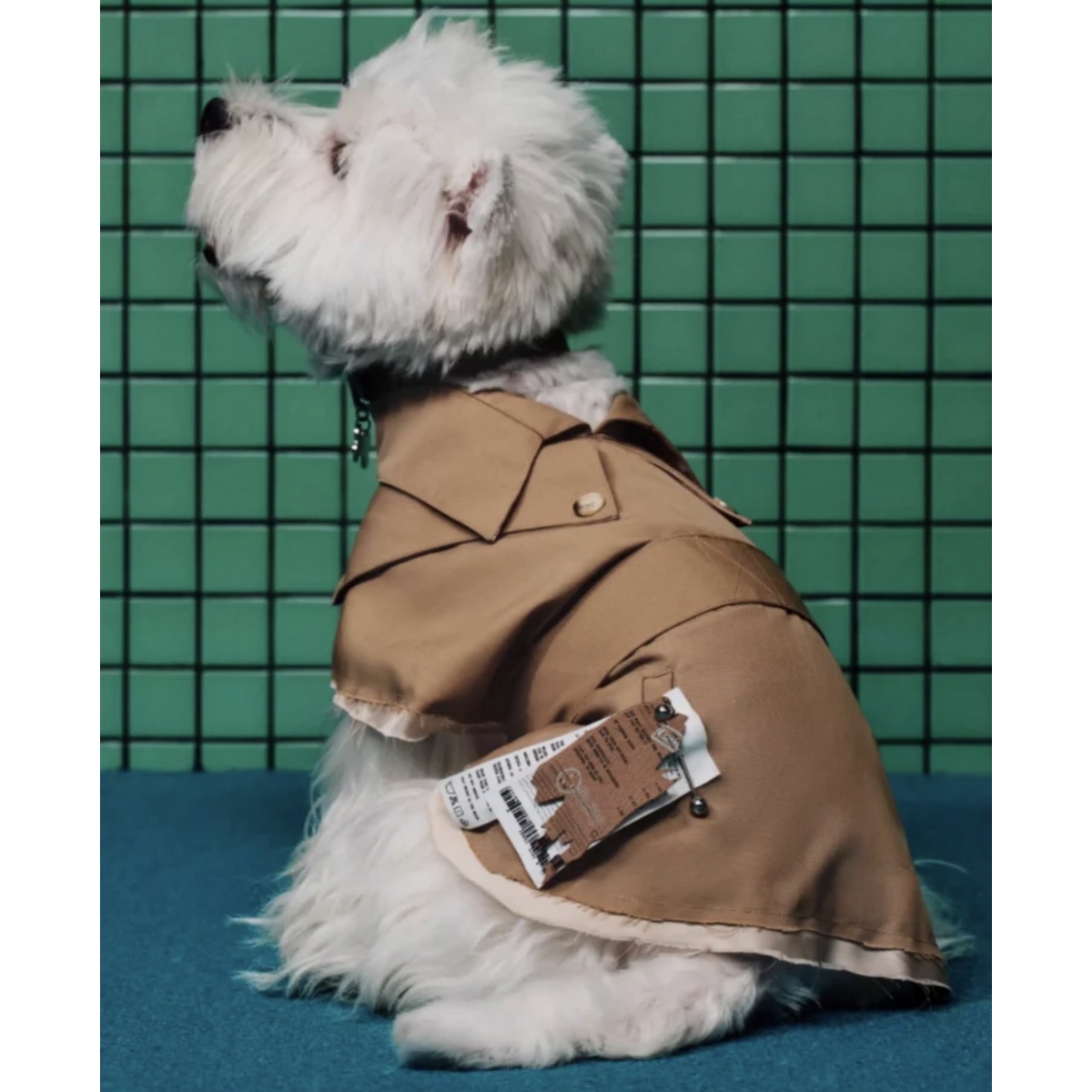 THE LUXURY TIME WITH DOG