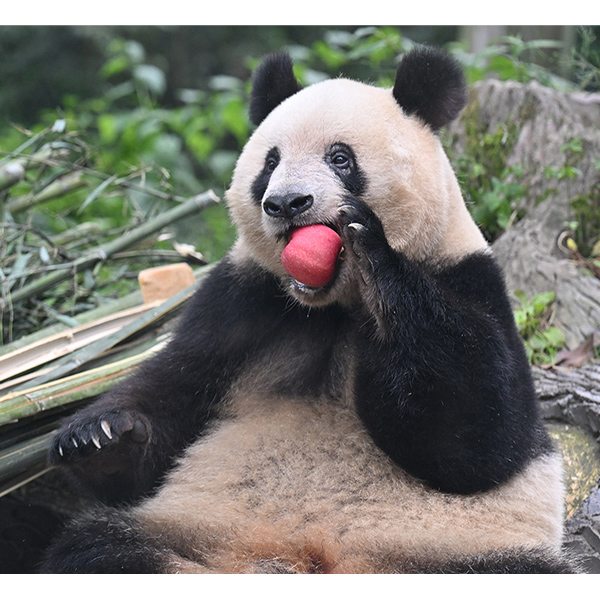 ueno_xiangxiang02