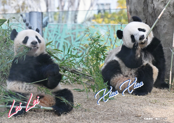 lei_xiao427_600