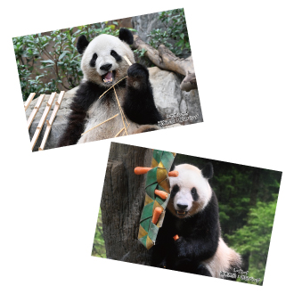 限定ノベルティー「毎日パンダさんの双子の思い出ポストカード