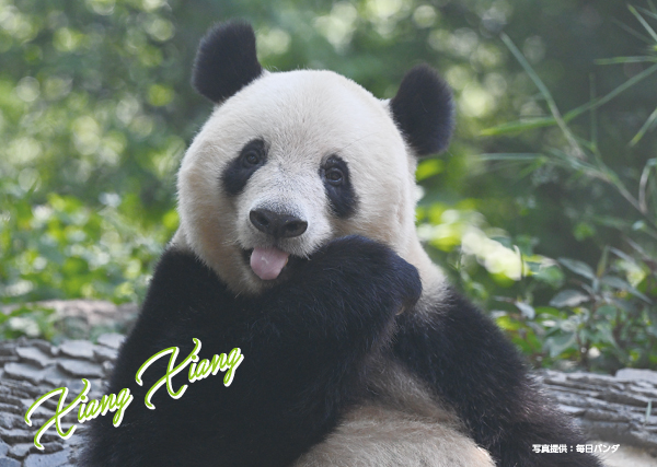 xiang_427_600