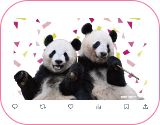 ハッピーパンダフルデイズ 6月はパンダたちの誕生日！ハッピーパンダフルデイズを開催