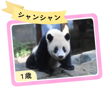 シャンシャンの画像