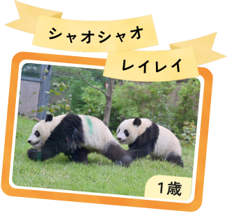 シャオシャオ レイレイの画像