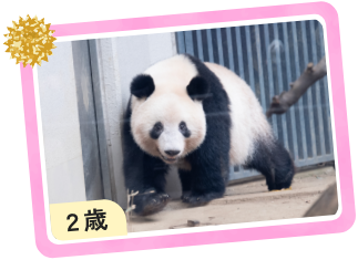 パンダ２歳の画像