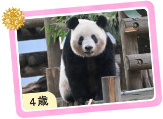 パンダ4歳の画像
