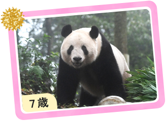 パンダ7歳の画像