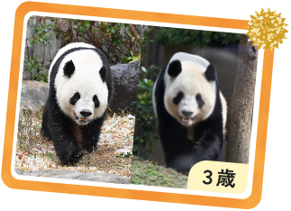 パンダ3歳の画像