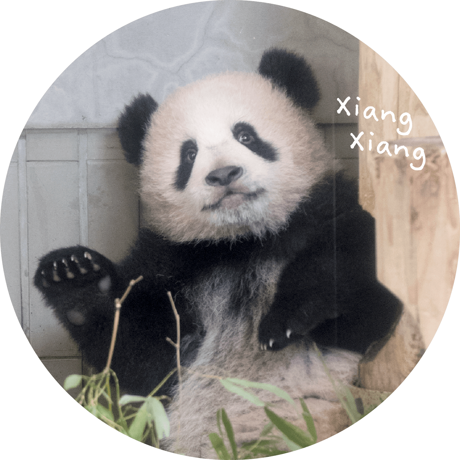 XiangXiangカット1