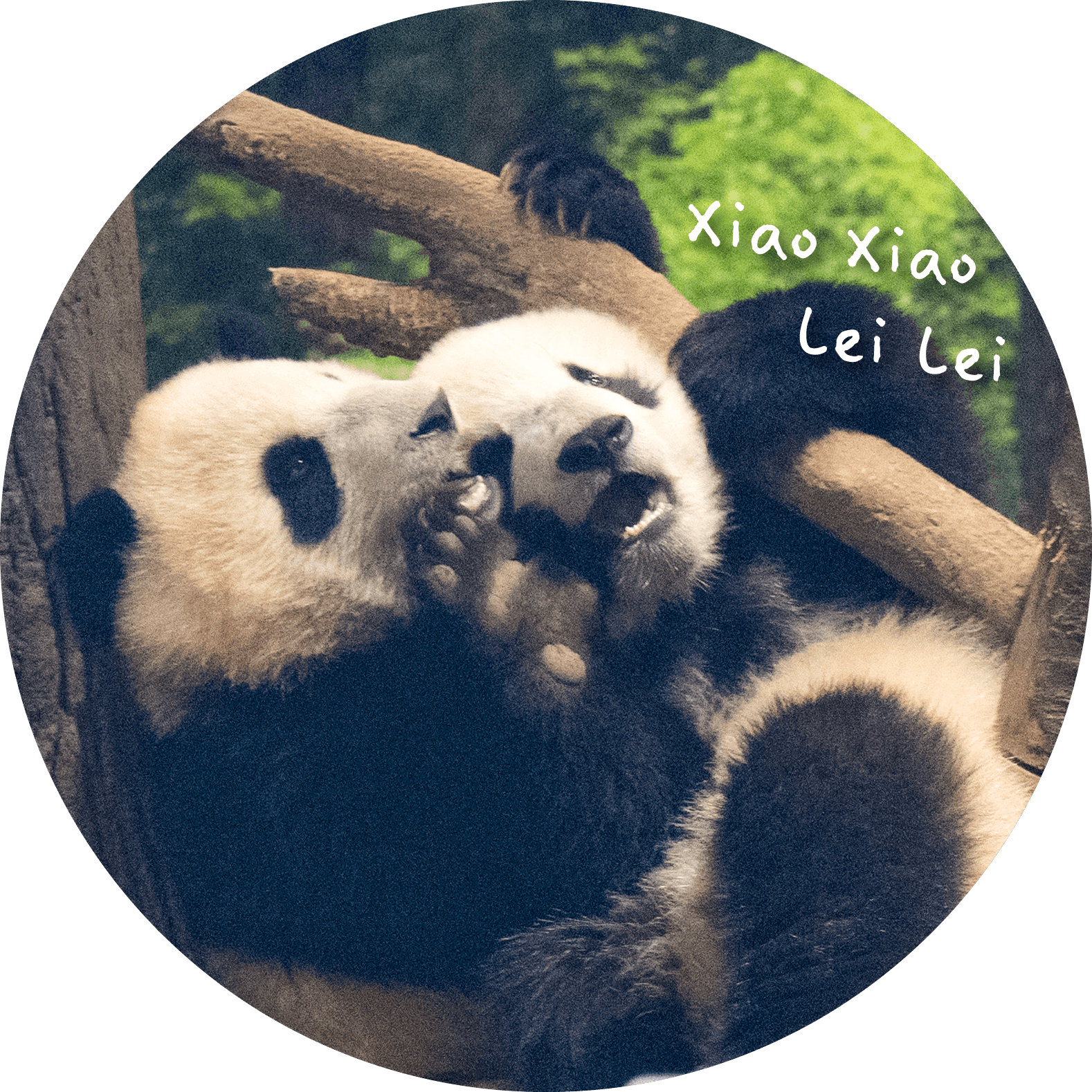 XiangXiangカット1